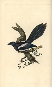 Pica: Magpie, Pica pica