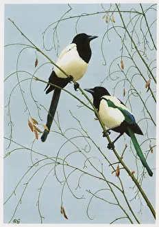 Magpies