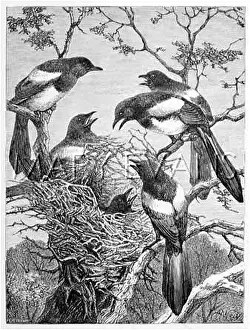 Pica: MAGPIES AND NEST
