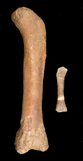 Oxoniensis: Magyarosaurus & Cetiosaurus oxoniensis