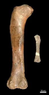Oxoniensis: Magyarosaurus sp. & Cetiosaurus oxoniensis