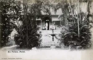 Verandah: Mahe, Seychelles - An Palme