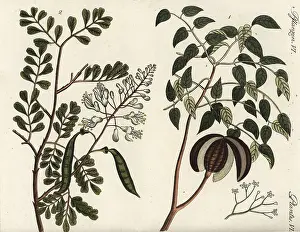 Violacea: Mahogany and caesalpinia tree