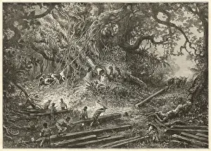 Felling: Mahogany, Guatemala