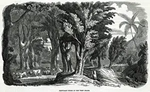 Mahogany: MAHOGANY, WEST INDIES
