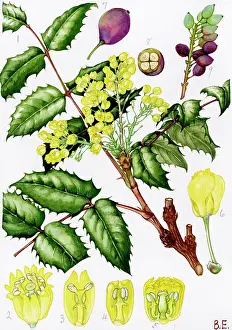 Aquifolium: Mahonia aquifolium