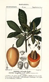 Stanghi: Mahuwa tree, Madhuca longifolia