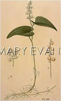 Bifolium: MAIANTHEMUM BIFOLIUM