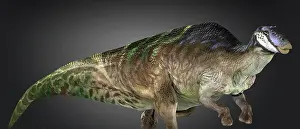 Saurolophinae: Maiasaur dinosaur, side view