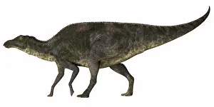 Saurolophinae: Maiasaura dinosaur