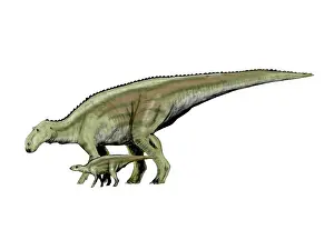 Offspring: Maiasaura dinosaur and offspring