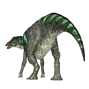 Ugliness: Maiasaura dinosaur, rear view on white background