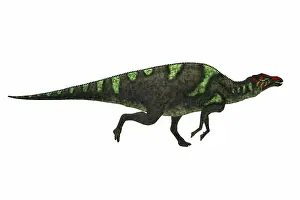 Genus: Maiasaura dinosaur running, white background