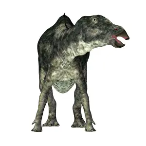 Ugliness: Maiasaura dinosaur, front view on white background