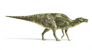 Saurolophinae: Maiasaura dinosaur on white background