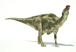 Saurolophinae: Maiasaura dinosaur on white background
