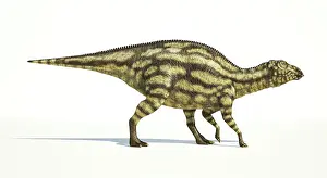 Markings: Maiasaura dinosaur on white background
