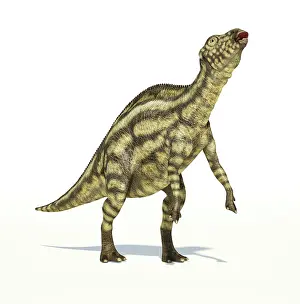 Markings: Maiasaura dinosaur on white background