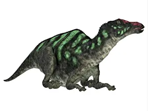 Campanian: Maiasaura dinosaur on white background