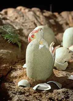 Saurolophinae: Maiasaura hatchling