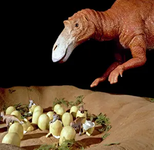 Saurolophinae: Maiasaura with nest of eggs and hatchlings