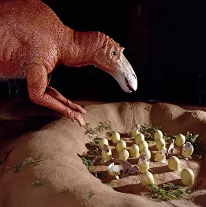 Saurolophinae: Maiasaura with nest of eggs and hatchlings