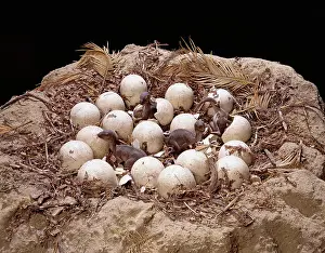 Saurolophinae: Maiasaura with nest of eggs and hatchlings