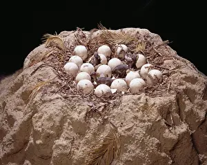 Saurolophinae: Maiasaura with nest of eggs and hatchlings