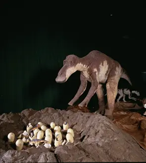 Saurolophinae: Maiasaura with nest of eggs and hatchlings