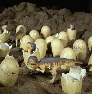 Saurolophinae: Maiasaura with nest of eggs and hatchlings