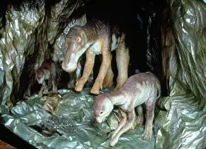 Saurolophinae: Maiasaura with young