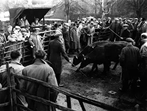 Auctions: MAIDSTONE CATTLE MARKET