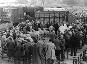 Auctions: MAIDSTONE SHEEP MARKET