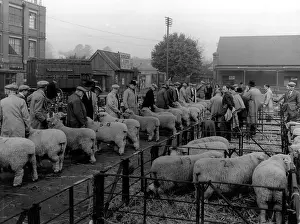 Auctions: MAIDSTONE SHEEP MARKET