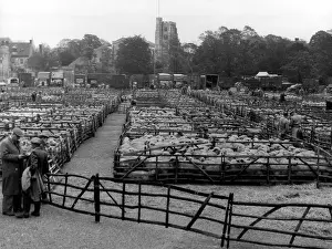 Auctions: MAIDSTONE SHEEP MARKET
