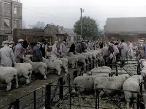 Atcolourisedpic: MAIDSTONE SHEEP MARKET