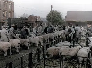 Atcolourisedpic: MAIDSTONE SHEEP MARKET