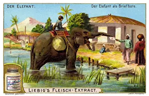 Recipients: mail, post, elephant as postman, India, advertising