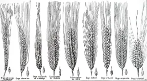 Crops: Main varieties of barley, in cultivation, circa 1920