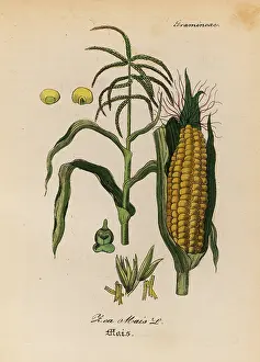 Mays: Maize or corn, Zea mays