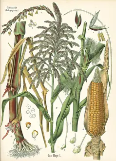 Mays: Maize or corn, Zea mays