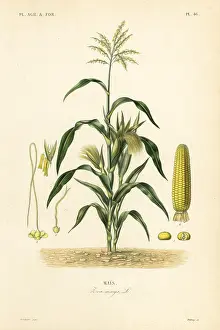 Mays: Maize or corn, Zea mays