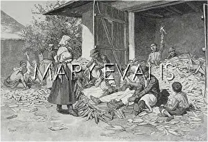 Shucking: MAIZE HARVEST, HUNGARY