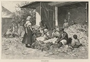 Shucking: MAIZE HUNGARY 1891