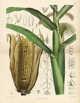 Mays: Maize or Indian corn, Zea mays