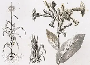 Snuff: Maize plants and snuff. Engraving, 1841
