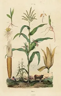Mays: Maize or sweetcorn, Zea mays