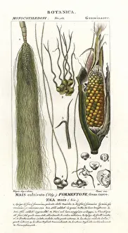 Mays: Maize, Zea mays
