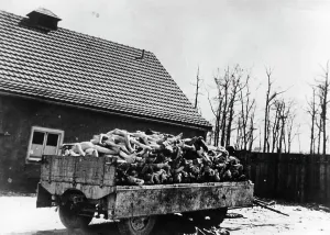 Corpses: The Majdanek concentration camp after its liberation