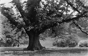 Derwent: Majestic Tree in Derwent Park
